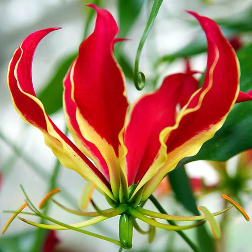 'Flame Lily' Gloriosa Rothschildiana 3 'Flame Lily' Gloriosa Rothschildiana