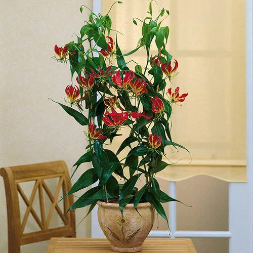 'Flame Lily' Gloriosa Rothschildiana 4 'Flame Lily' Gloriosa Rothschildiana - Image 2