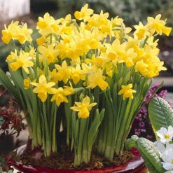 Daffodil 'T?te-?-T?te'