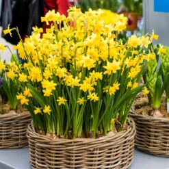 Daffodil 'T?te-?-T?te' 10 Daffodil 'T?te-?-T?te' -OWL Plant Shop 630091 3