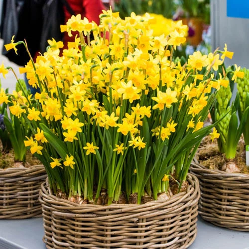 Daffodil 'T?te-?-T?te' 6 Daffodil 'T?te-?-T?te' - Image 4