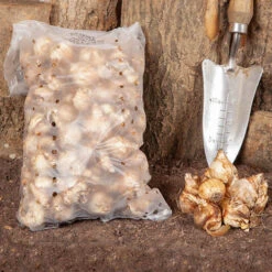 Daffodil 'T?te-?-T?te' 11 Daffodil 'T?te-?-T?te' -OWL Plant Shop 630091 4