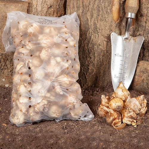 Daffodil 'T?te-?-T?te' 7 Daffodil 'T?te-?-T?te' - Image 5