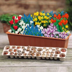 'Balcony Beauty' Drop In Bulb Kit
