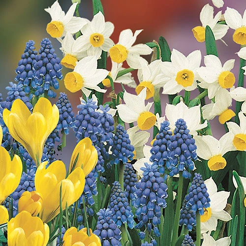 'Balcony Beauty' Drop In Bulb Kit 4 'Balcony Beauty' Drop In Bulb Kit - Image 2