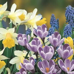 'Balcony Beauty' Drop In Bulb Kit 11 'Balcony Beauty' Drop In Bulb Kit -OWL Plant Shop 630107 2