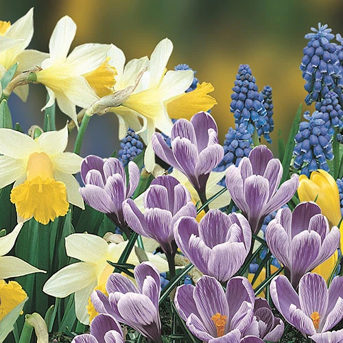 'Balcony Beauty' Drop In Bulb Kit 5 'Balcony Beauty' Drop In Bulb Kit - Image 3