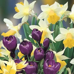 'Balcony Beauty' Drop In Bulb Kit 12 'Balcony Beauty' Drop In Bulb Kit -OWL Plant Shop 630107 3