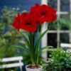 Amaryllis Red Lion Bulb 1 Amaryllis Red Lion Bulb -OWL Plant Shop 630121