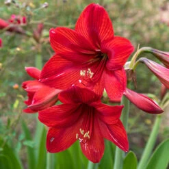 Amaryllis Red Lion Bulb -OWL Plant Shop 630121 2