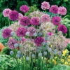 Allium Collection 1 Allium Collection -OWL Plant Shop 630126