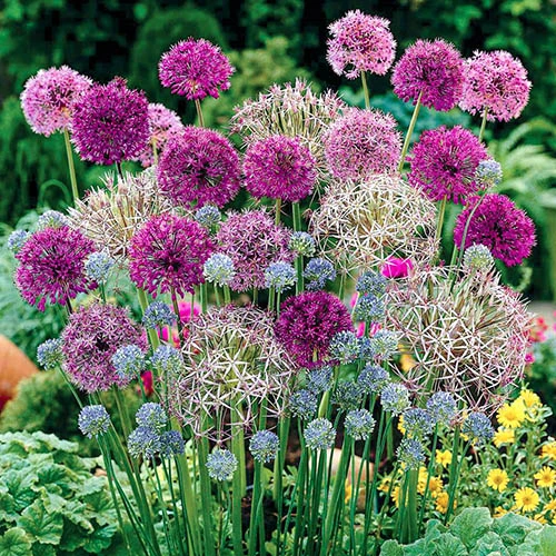 Allium Collection 3 Allium Collection