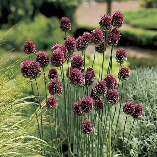 Allium Collection 6 Allium Collection - Image 4