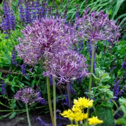 Allium Collection 15 Allium Collection -OWL Plant Shop 630126 4