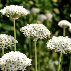 Allium Collection 16 Allium Collection -OWL Plant Shop 630126 5