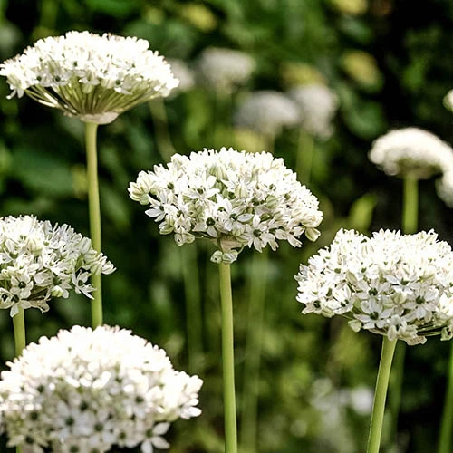 Allium Collection 8 Allium Collection - Image 6