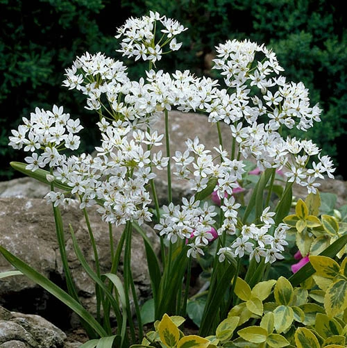 Allium Collection 10 Allium Collection - Image 8