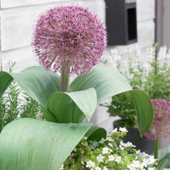 Allium Collection 19 Allium Collection -OWL Plant Shop 630126 8