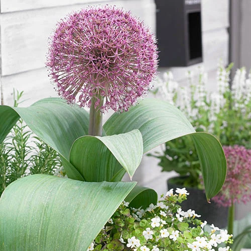 Allium Collection 11 Allium Collection - Image 9