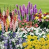 Summer Flowering Bulb Collection 1 Summer Flowering Bulb Collection -OWL Plant Shop 630130
