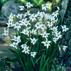 Summer Flowering Bulb Collection 11 Summer Flowering Bulb Collection -OWL Plant Shop 630130 2