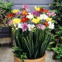 Summer Flowering Bulb Collection 13 Summer Flowering Bulb Collection -OWL Plant Shop 630130 4