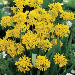 Summer Flowering Bulb Collection 14 Summer Flowering Bulb Collection -OWL Plant Shop 630130 5
