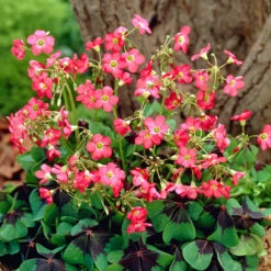 Summer Flowering Bulb Collection 15 Summer Flowering Bulb Collection -OWL Plant Shop 630130 6