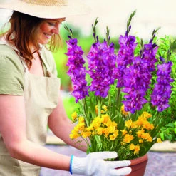 Gladiolus & Freesia Drop-In Bulb Kit