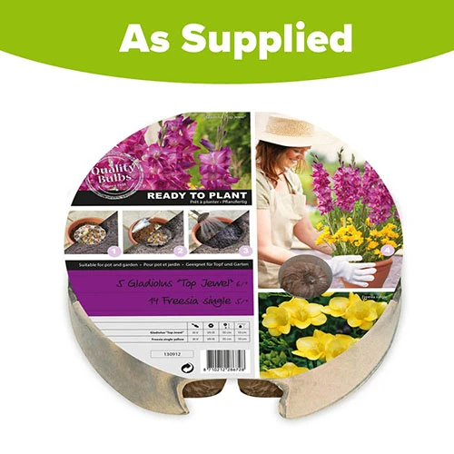 Gladiolus & Freesia Drop-In Bulb Kit 4 Gladiolus & Freesia Drop-In Bulb Kit - Image 2