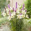 Lilium & Liatris Drop-In Bulb Kit 2 Lilium & Liatris Drop-In Bulb Kit -OWL Plant Shop 630176