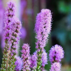 OWL Plant Shop 40 OWL Plant Shop -OWL Plant Shop 630176 1