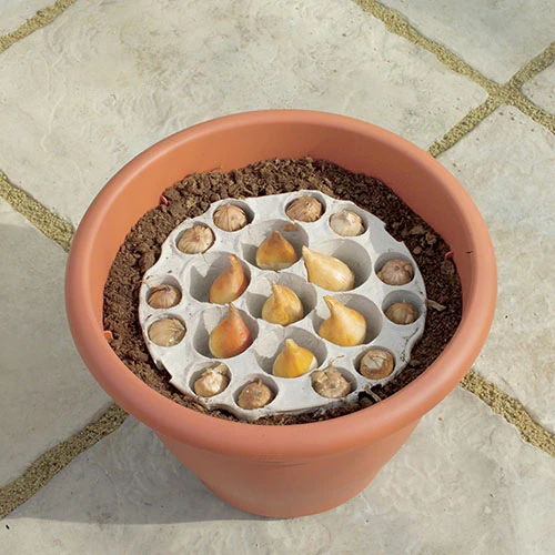 Tulip And Muscari Drop In Bulb Kit 4 Tulip And Muscari Drop In Bulb Kit - Image 2