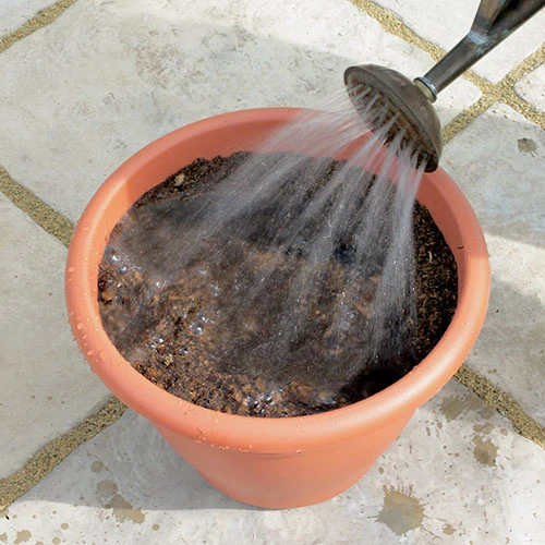 Tulip And Muscari Drop In Bulb Kit 6 Tulip And Muscari Drop In Bulb Kit - Image 4