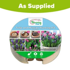 Tulip And Muscari Drop In Bulb Kit 11 Tulip And Muscari Drop In Bulb Kit -OWL Plant Shop 630187 4