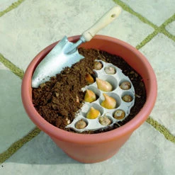 Tulip And Crocus Drop In Bulb Kit 9 Tulip And Crocus Drop In Bulb Kit -OWL Plant Shop 630188 2