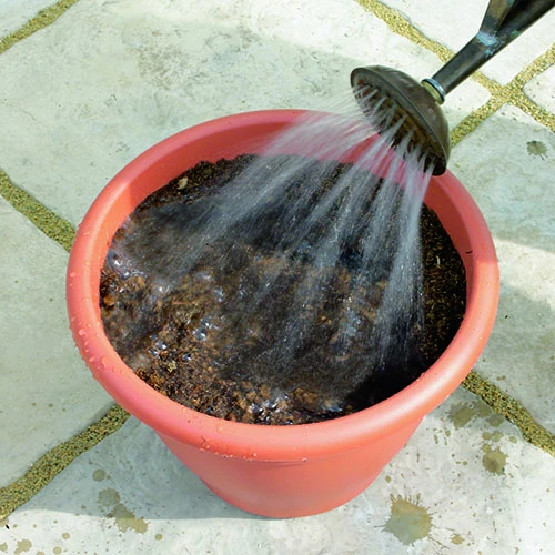 Tulip And Crocus Drop In Bulb Kit 6 Tulip And Crocus Drop In Bulb Kit - Image 4