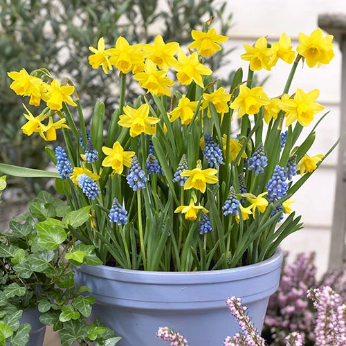 Blooming Fast Drop In Bulb Planter Narcissus And Muscari Kit 3 Blooming Fast Drop In Bulb Planter Narcissus And Muscari Kit