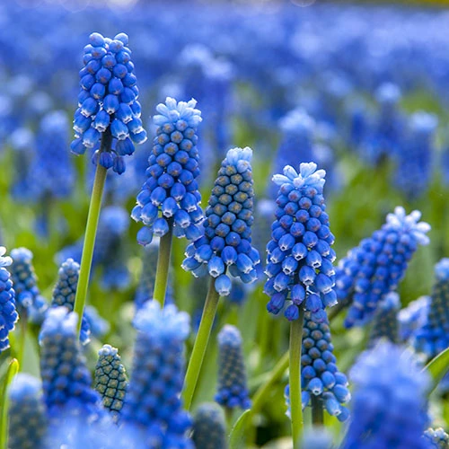 Blooming Fast Drop In Bulb Planter Narcissus And Muscari Kit 4 Blooming Fast Drop In Bulb Planter Narcissus And Muscari Kit - Image 2