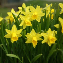 Blooming Fast Drop In Bulb Planter Narcissus And Muscari Kit 9 Blooming Fast Drop In Bulb Planter Narcissus And Muscari Kit -OWL Plant Shop 630189 2