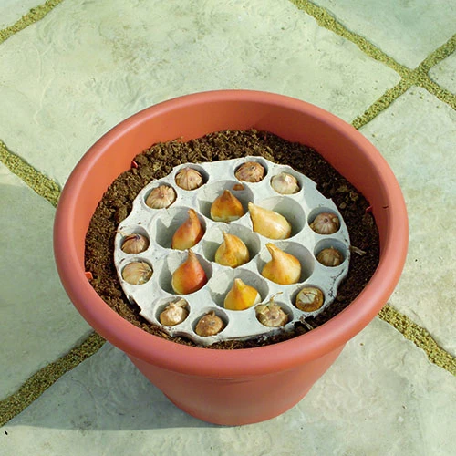 Blooming Fast Drop In Bulb Planter Narcissus And Muscari Kit 6 Blooming Fast Drop In Bulb Planter Narcissus And Muscari Kit - Image 4