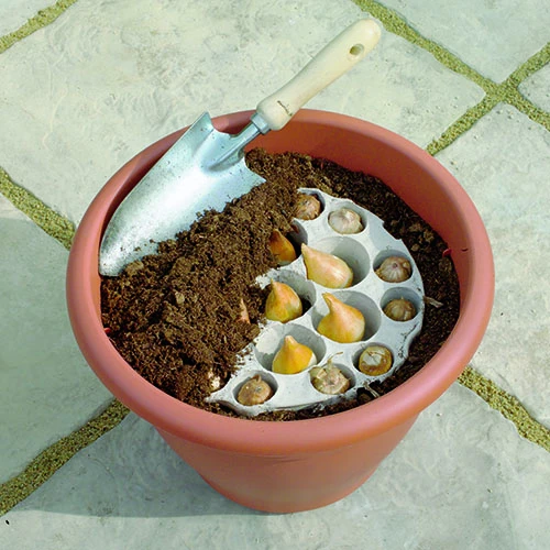 Blooming Fast Drop In Bulb Planter Narcissus And Muscari Kit 7 Blooming Fast Drop In Bulb Planter Narcissus And Muscari Kit - Image 5