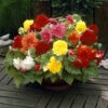 Fringed Begonia Fimbriata Mix 2 Fringed Begonia Fimbriata Mix -OWL Plant Shop 630190