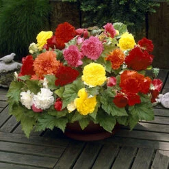 Fringed Begonia Fimbriata Mix