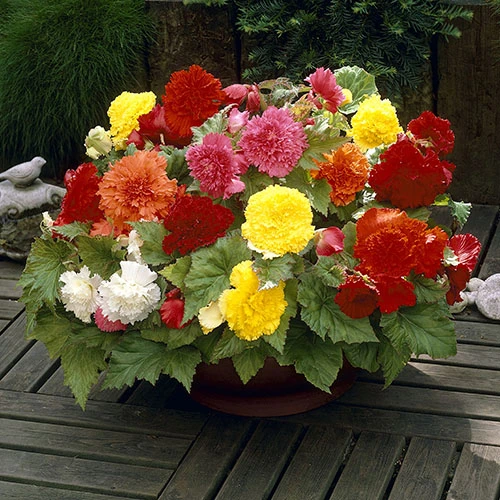 Fringed Begonia Fimbriata Mix 3 Fringed Begonia Fimbriata Mix