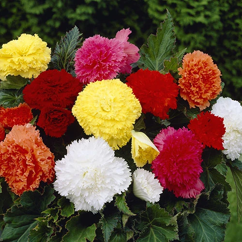 Fringed Begonia Fimbriata Mix 4 Fringed Begonia Fimbriata Mix - Image 2