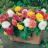 Belgian Upright Giant Begonias 2 Belgian Upright Giant Begonias -OWL Plant Shop 630192