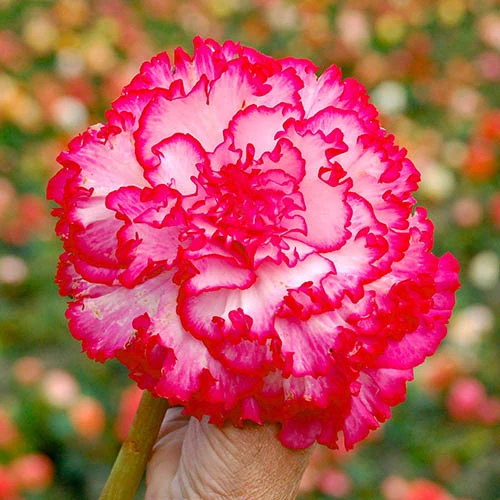 Belgian Upright Giant Begonias 4 Belgian Upright Giant Begonias - Image 2