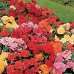 Belgian Upright Giant Begonias 10 Belgian Upright Giant Begonias -OWL Plant Shop 630192 3