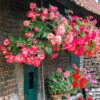 Belgian Giant Trailing Begonias 2 Belgian Giant Trailing Begonias -OWL Plant Shop 630193